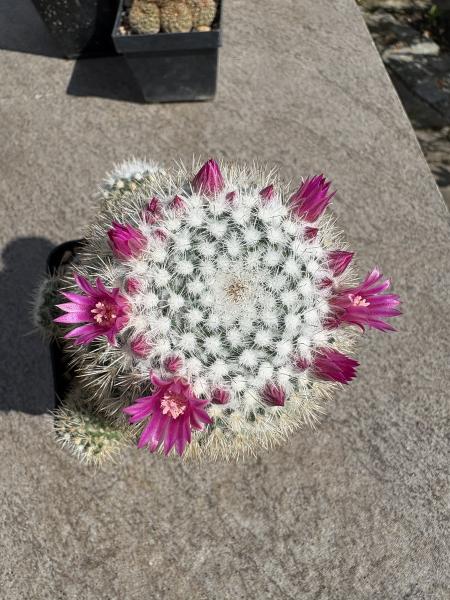 Mammillaria hahniana